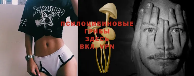 Галлюциногенные грибы MAGIC MUSHROOMS  как найти закладки  Козьмодемьянск 